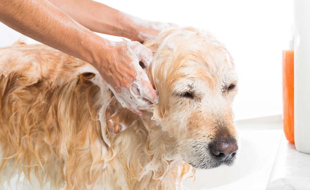 Reducing Pet Dander with Bathing