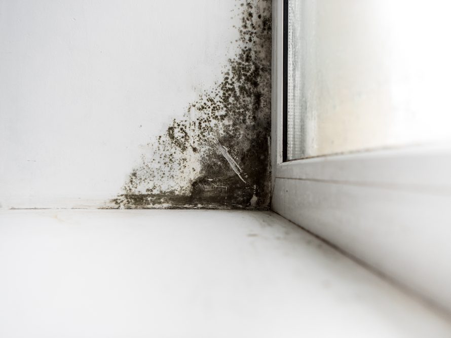 Mold Inspection 101: How Much It Costs and When to Get One ...