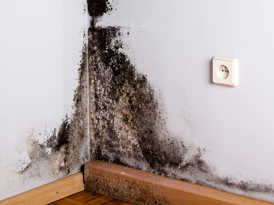 Black Mold Symptoms What Happens When You Re Exposed Molekule Blog - Is Black Mold In Bathroom Harmful