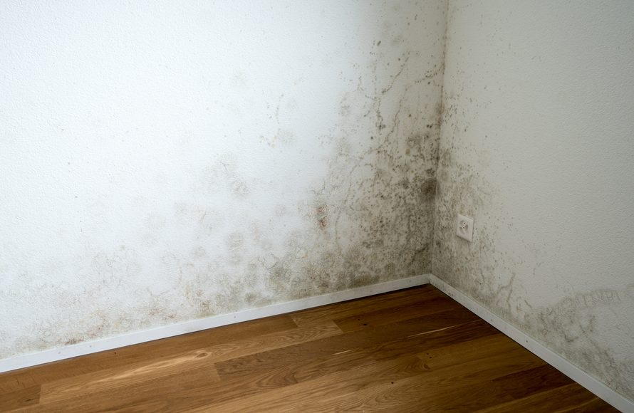 Best Air Purifier For Mold Mildew, Mold On Laminate Flooring In Basement