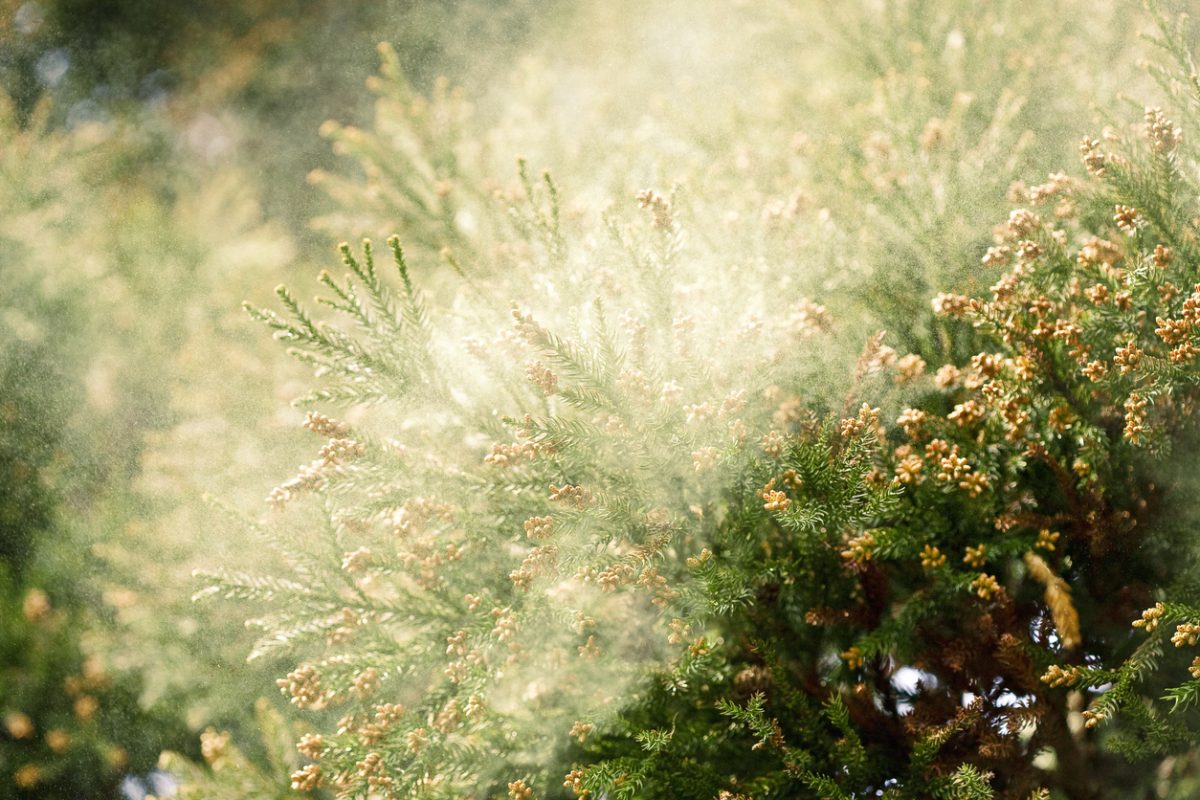 pollen cloud from cedar tree
