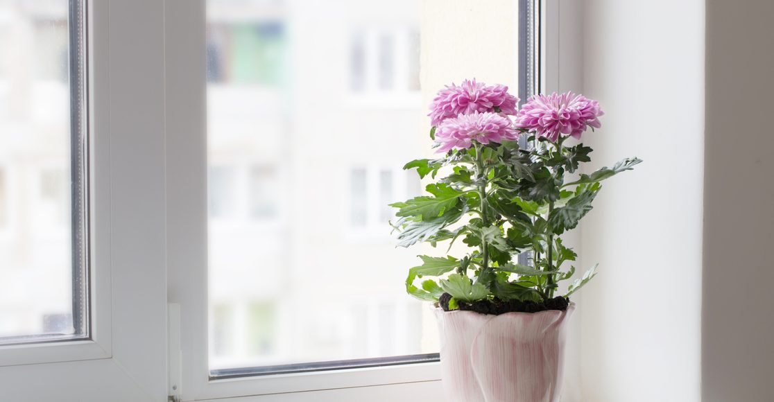 Florist S Chrysanthemum Can A Houseplant Clean The Air Molekule Blog