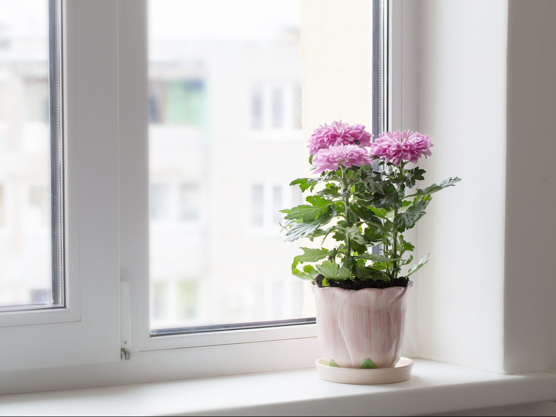 Florist's Chrysanthemum: Can a Houseplant Clean the Air? | Molekule Blog