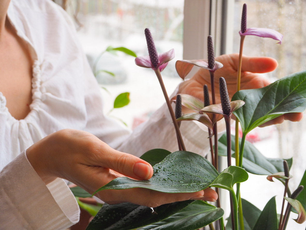 Best Plants for Indoor Allergies: Can They Help or Cause More Problems?