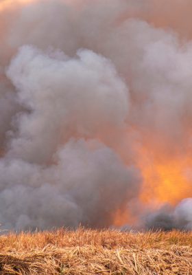 Raging smoke from wildfire air pollution in grass fields