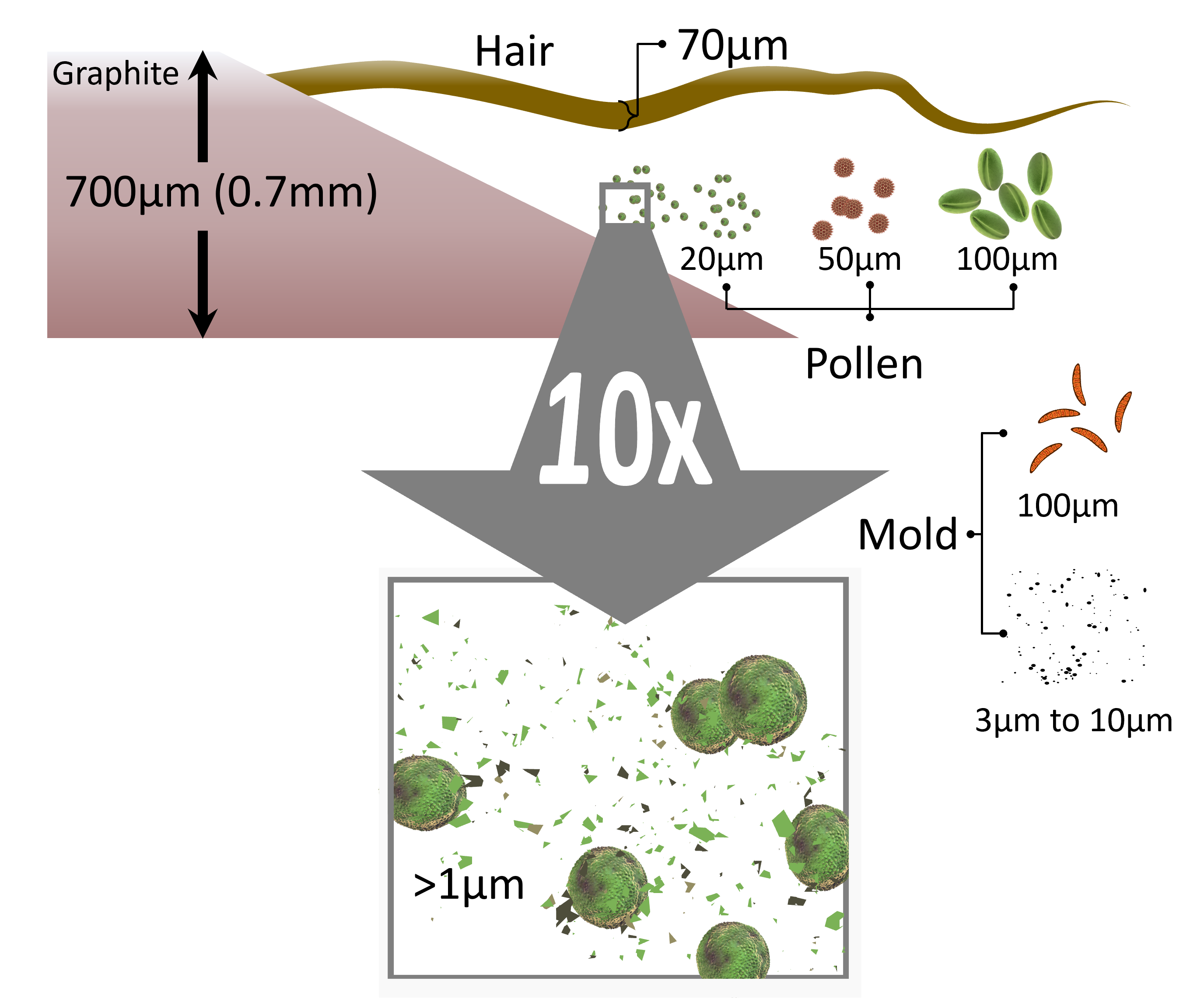 Relative size of pollen grains and mold spores