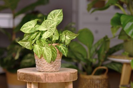 Arrowhead plant indoors on a stool