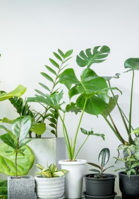 Many different species of houseplant