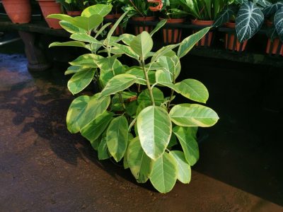 Ficus benghalensis at a plant nursery