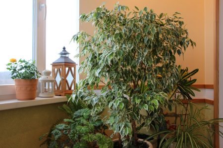Ficus benjamina indoors by a window
