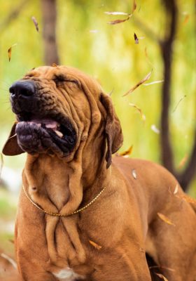 Bloodhound sneezing with wrinkled face