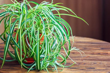 Spider plant indoors on a table