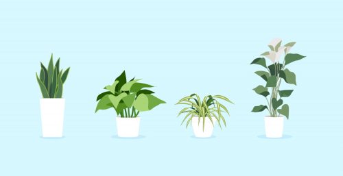 Drawing of snake plant, pothos, spider plant, and peace lily