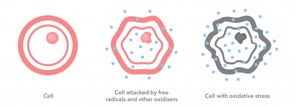 Diagram of free radicals causing oxidative stress in a cell